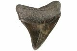 Fossil Megalodon Tooth - Georgia #76491-2